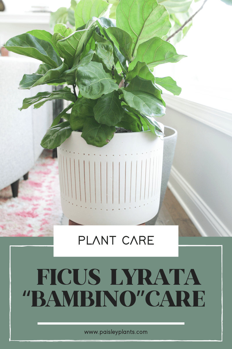  ficus lyrata bambino care