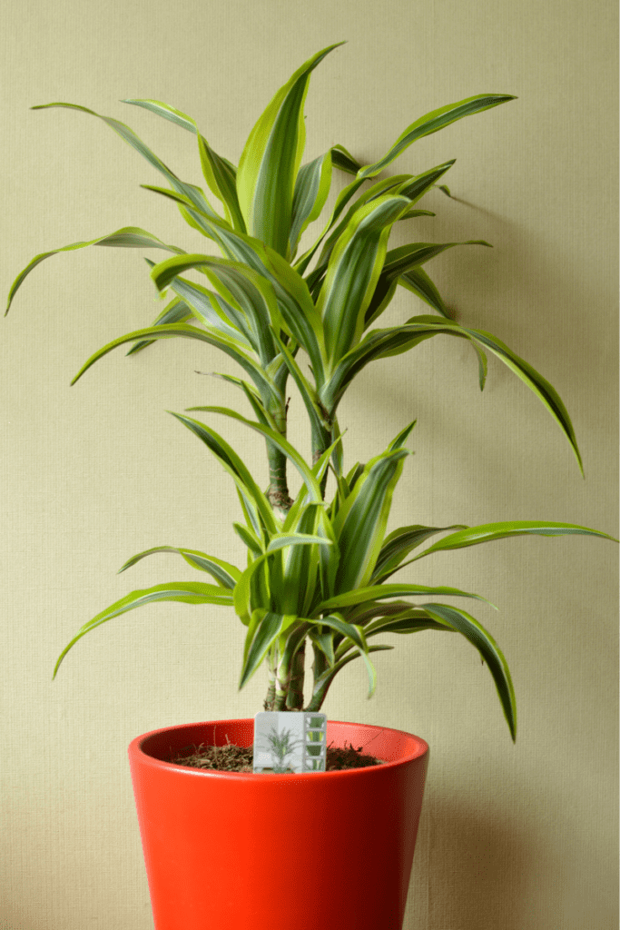 Dracena Deremensis Plant Care