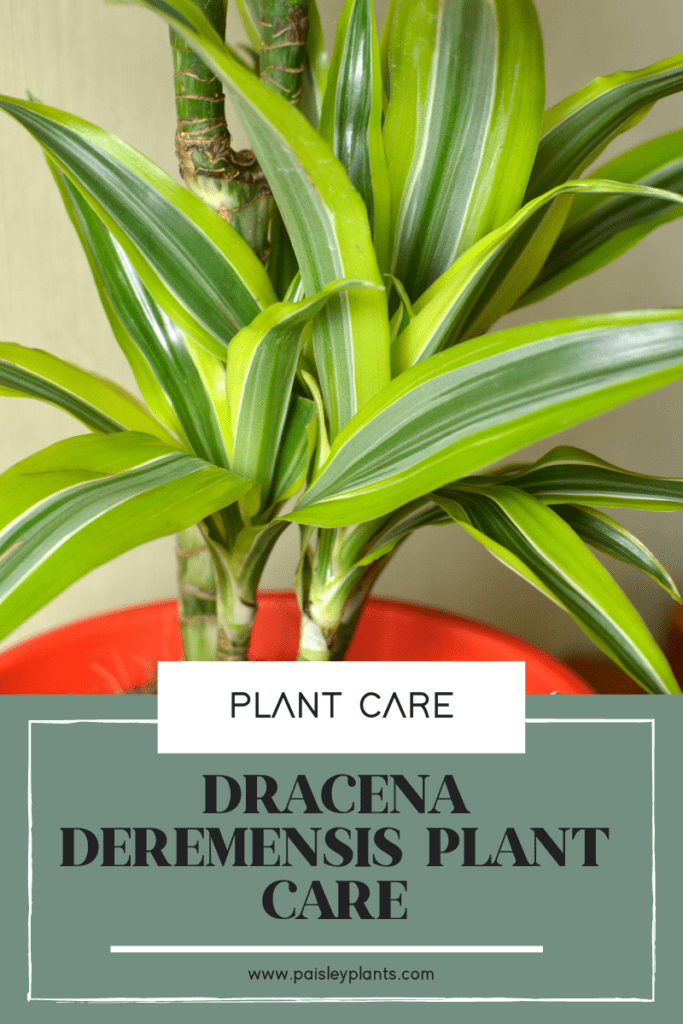 Dracena Deremensis Plant Care
