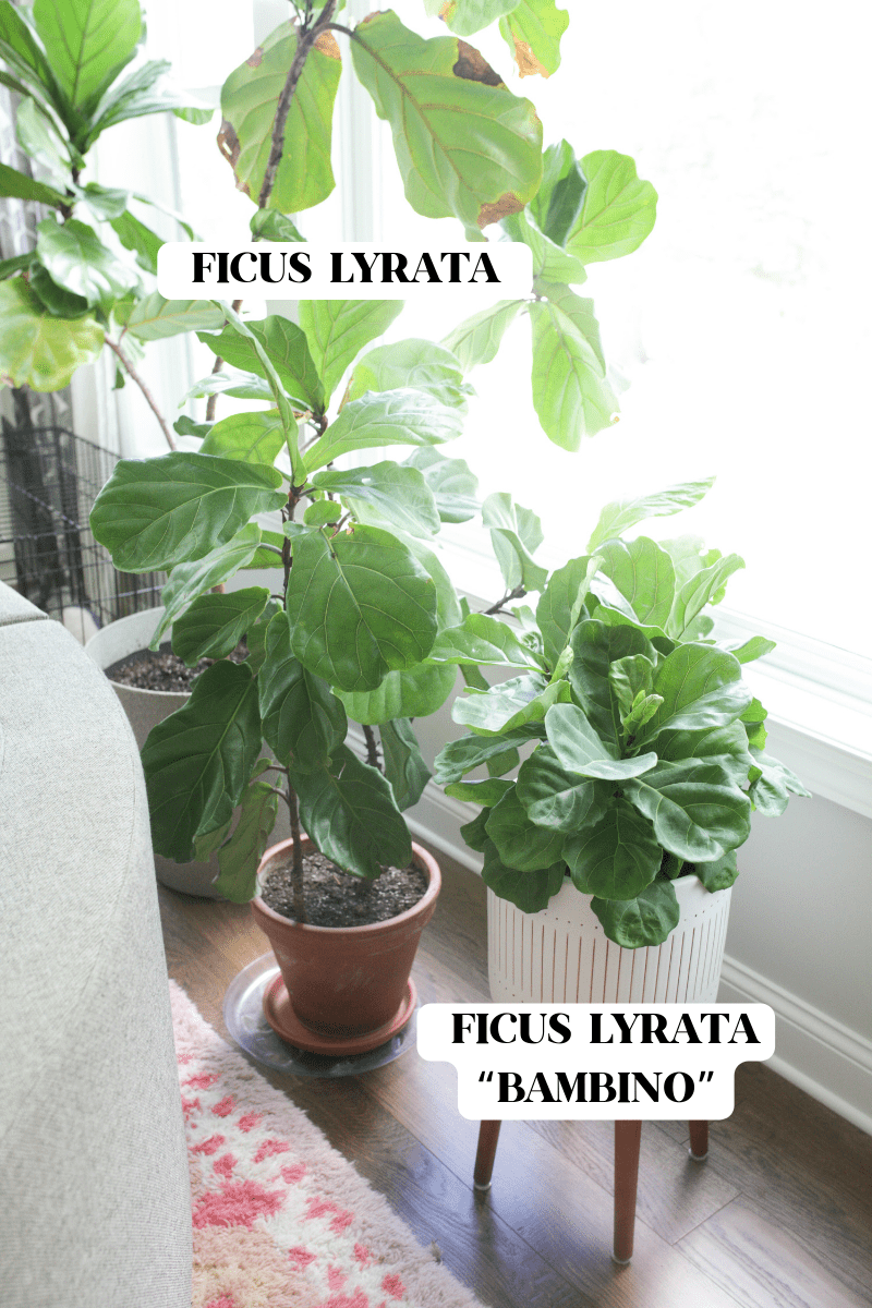 ficus lyrata vs ficus lyrata bambino