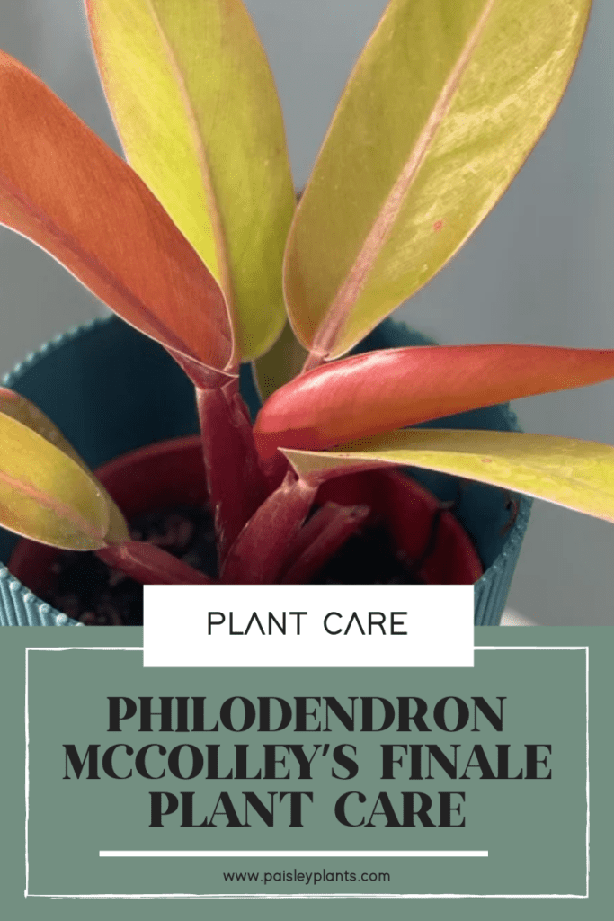 Philodendron McColley’s Finale Plant Care