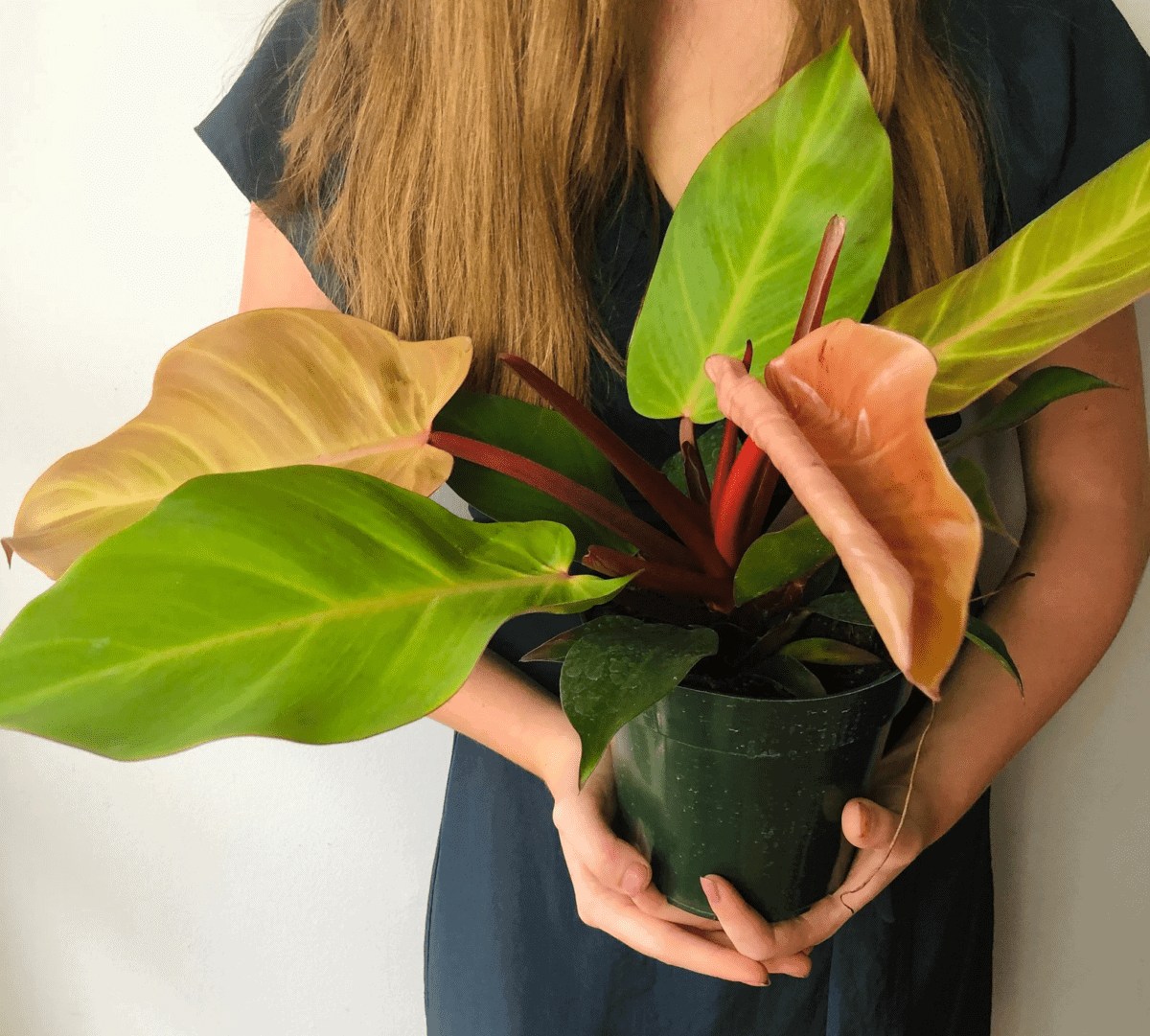 woman holding a philodendron mccolley's finale plant