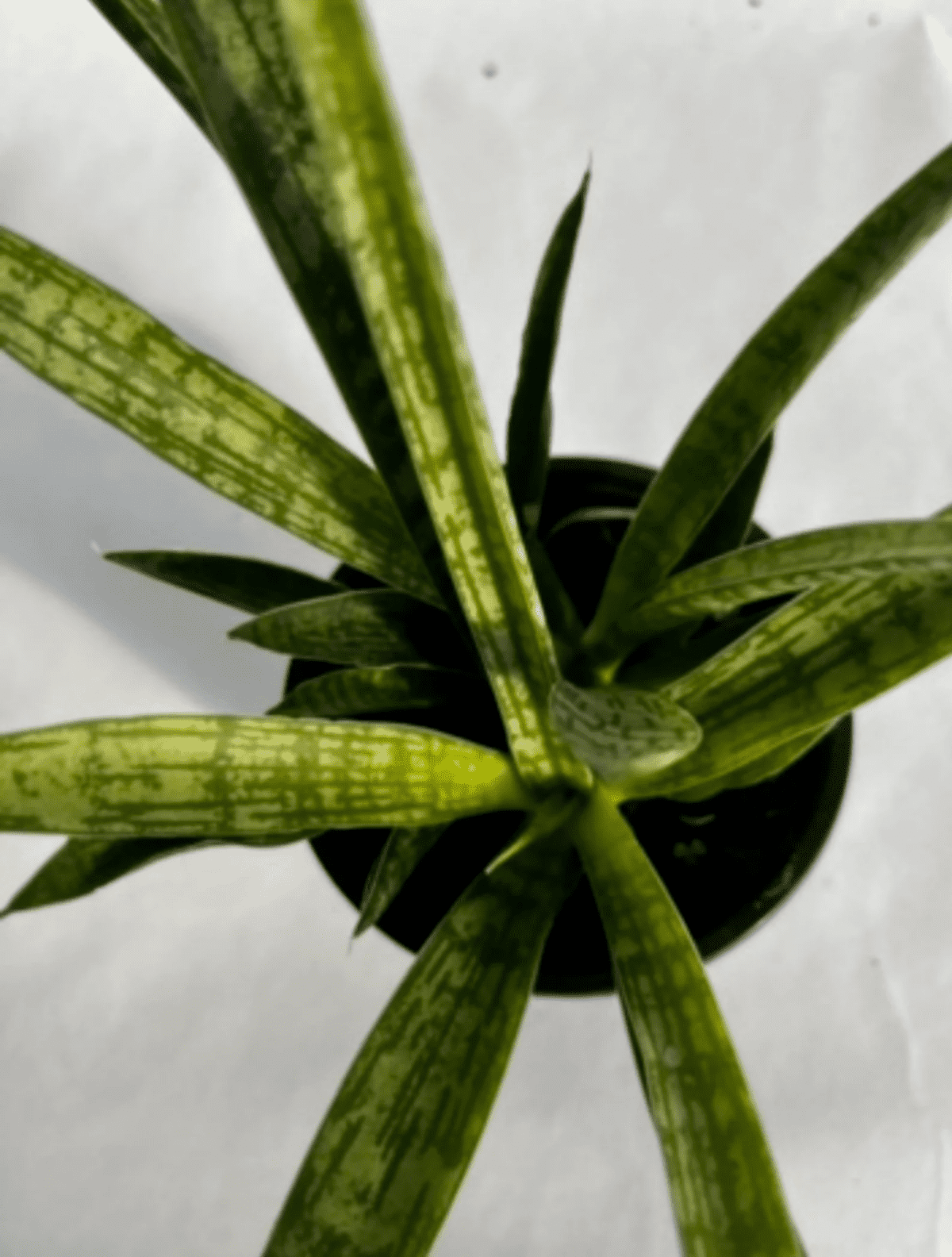 Sansevieria Kirkii star Sansevieria 4 Nursery Pot 