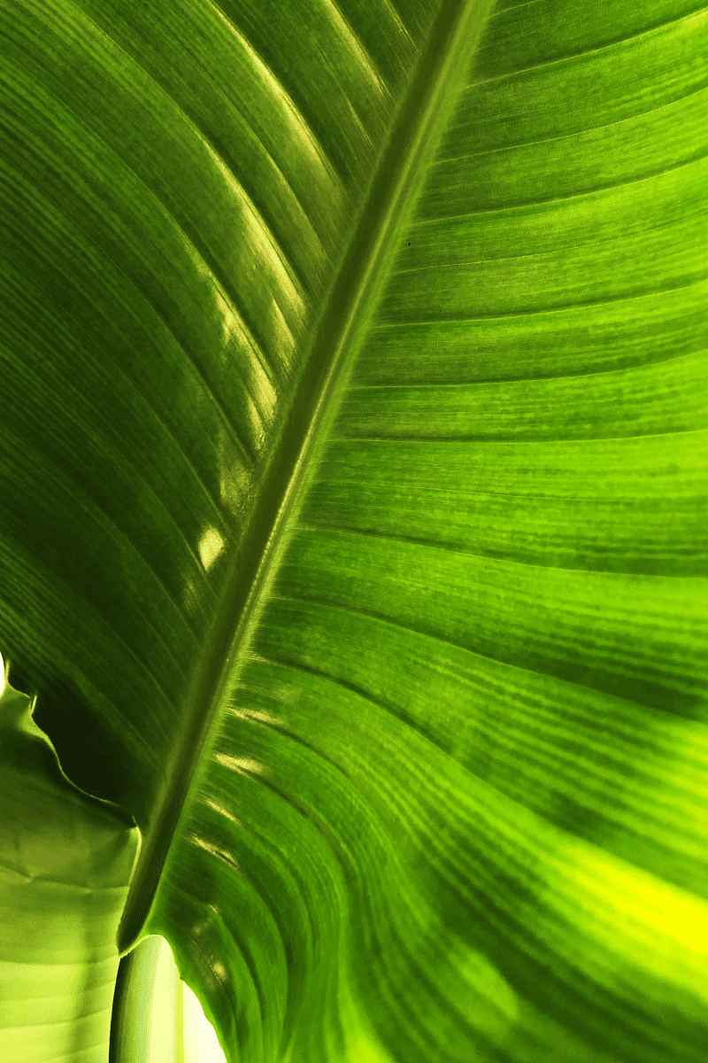 Strelitzia nicolai leaves