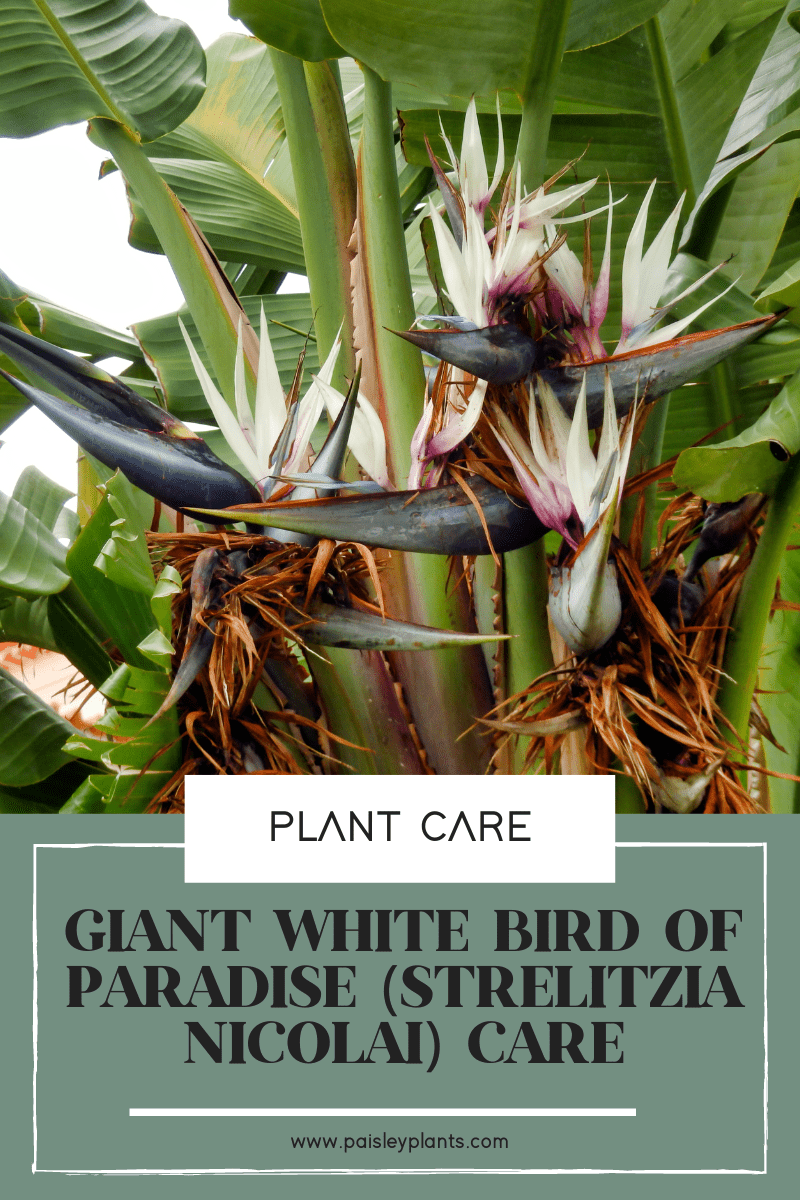 Strelitzia nicolai care tips