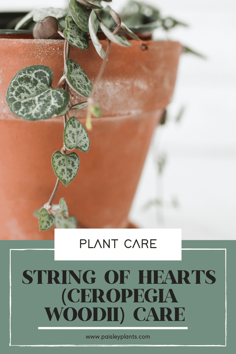 String of Hearts (Ceropegia woodii) Care 