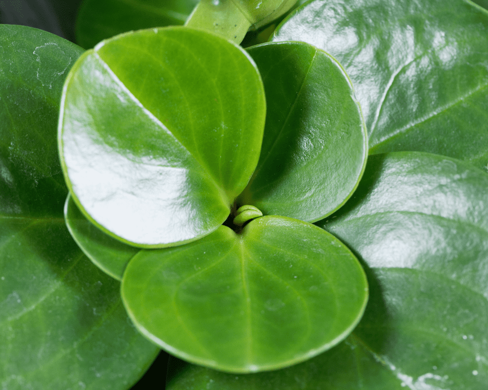 Baby Rubber Plant