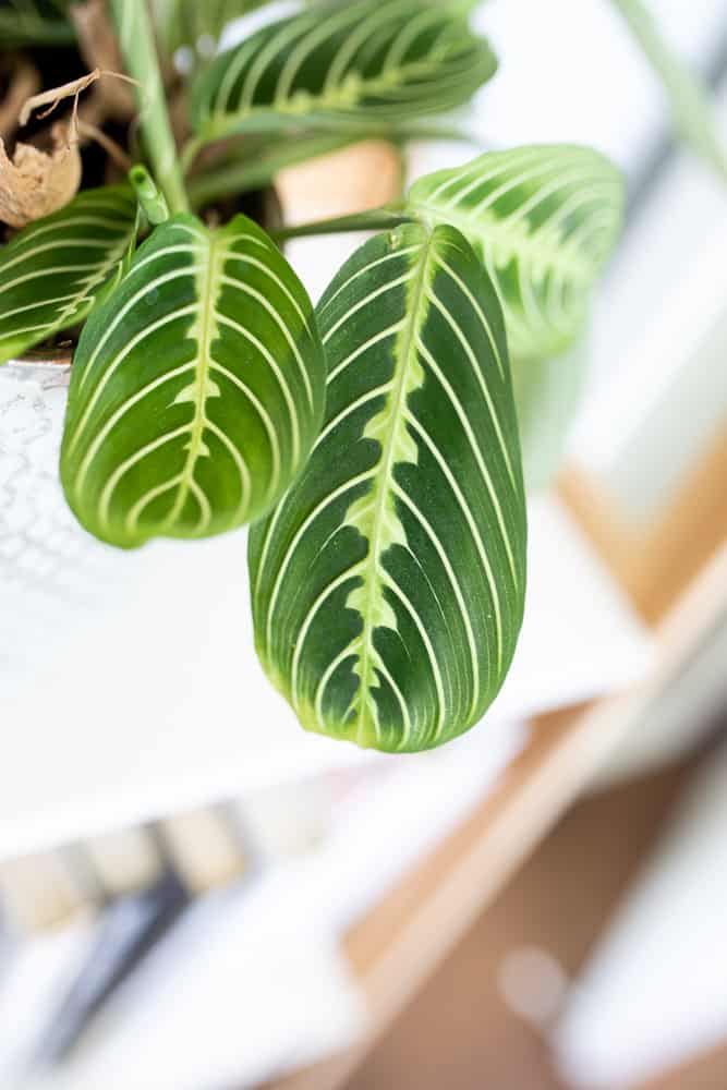 lemon lime prayer plant leaves