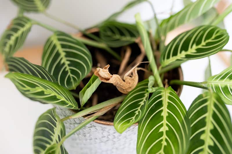 brown dead leaf on lemon lime maranta