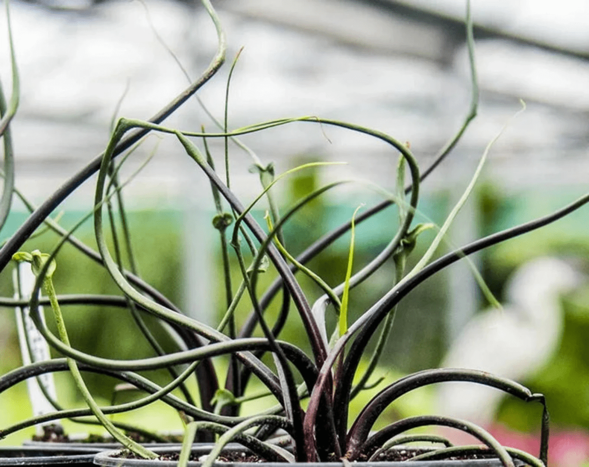 Alocasia Plumbae ‘Flying Squid’