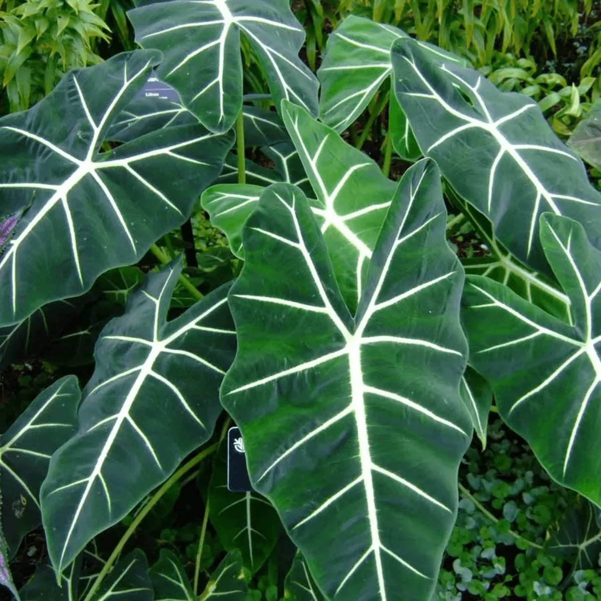 Alocasia Micholitziana ‘Frydek’