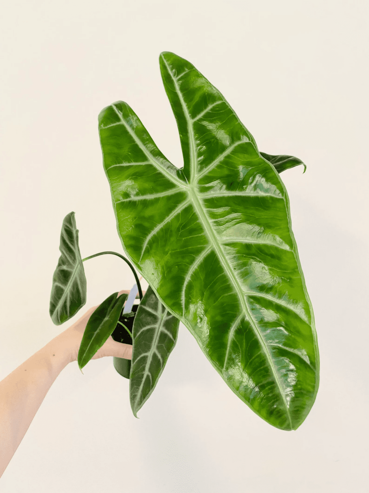 Alocasia Longiloba