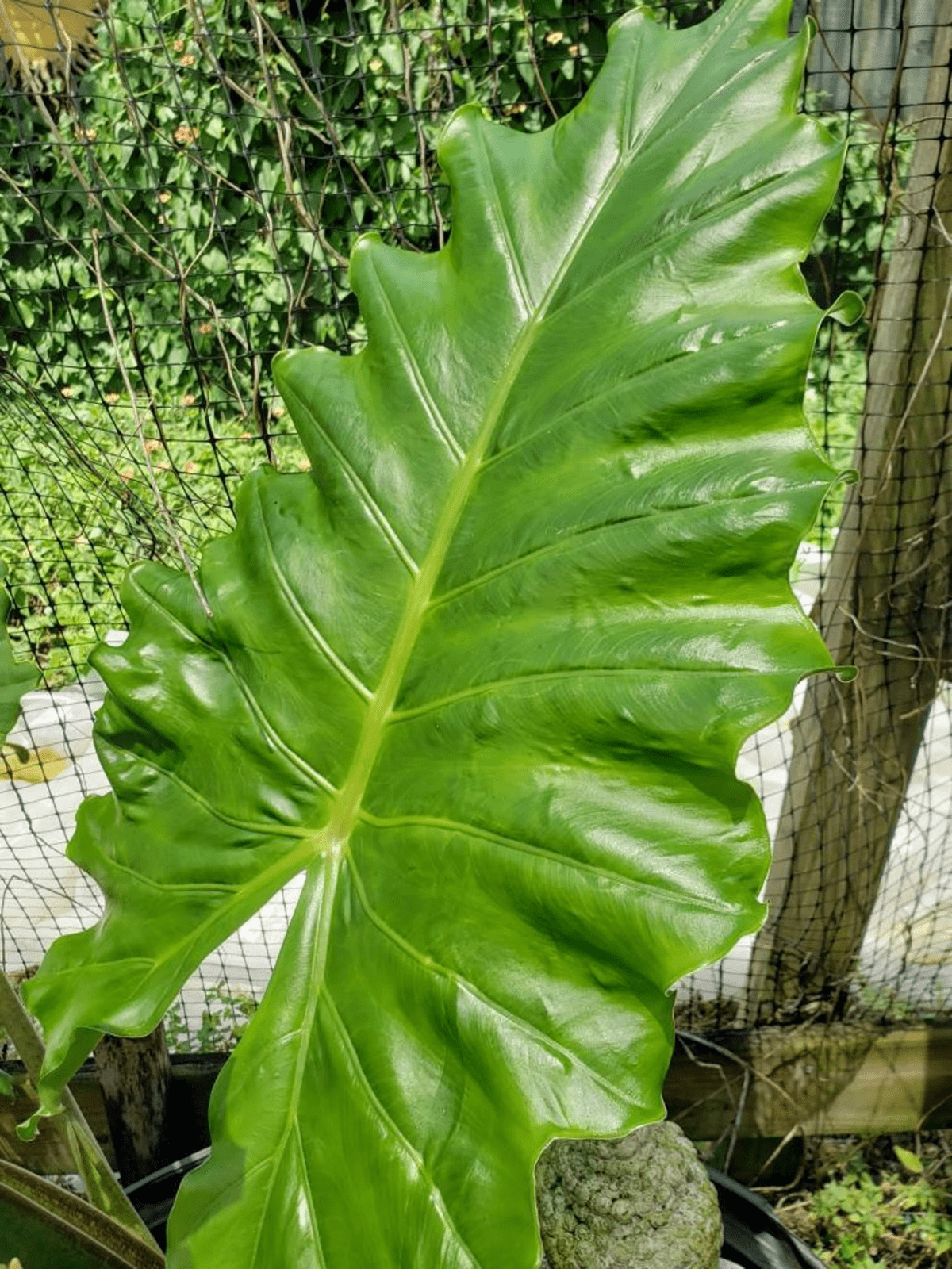 Alocasia Macrorrhizos ‘Giant Taro’