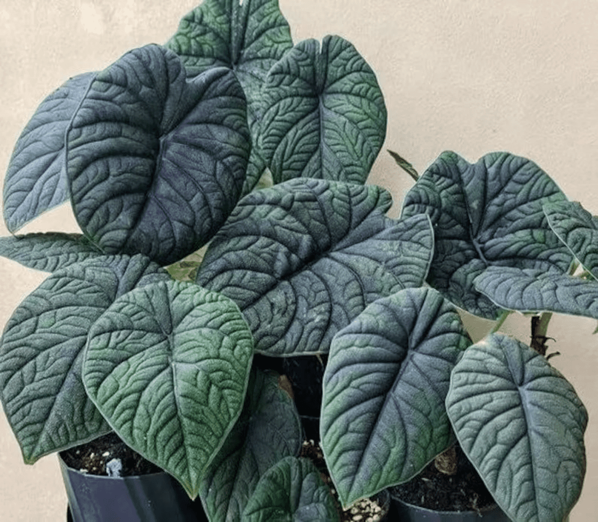 Alocasia Melo “rugosa” 