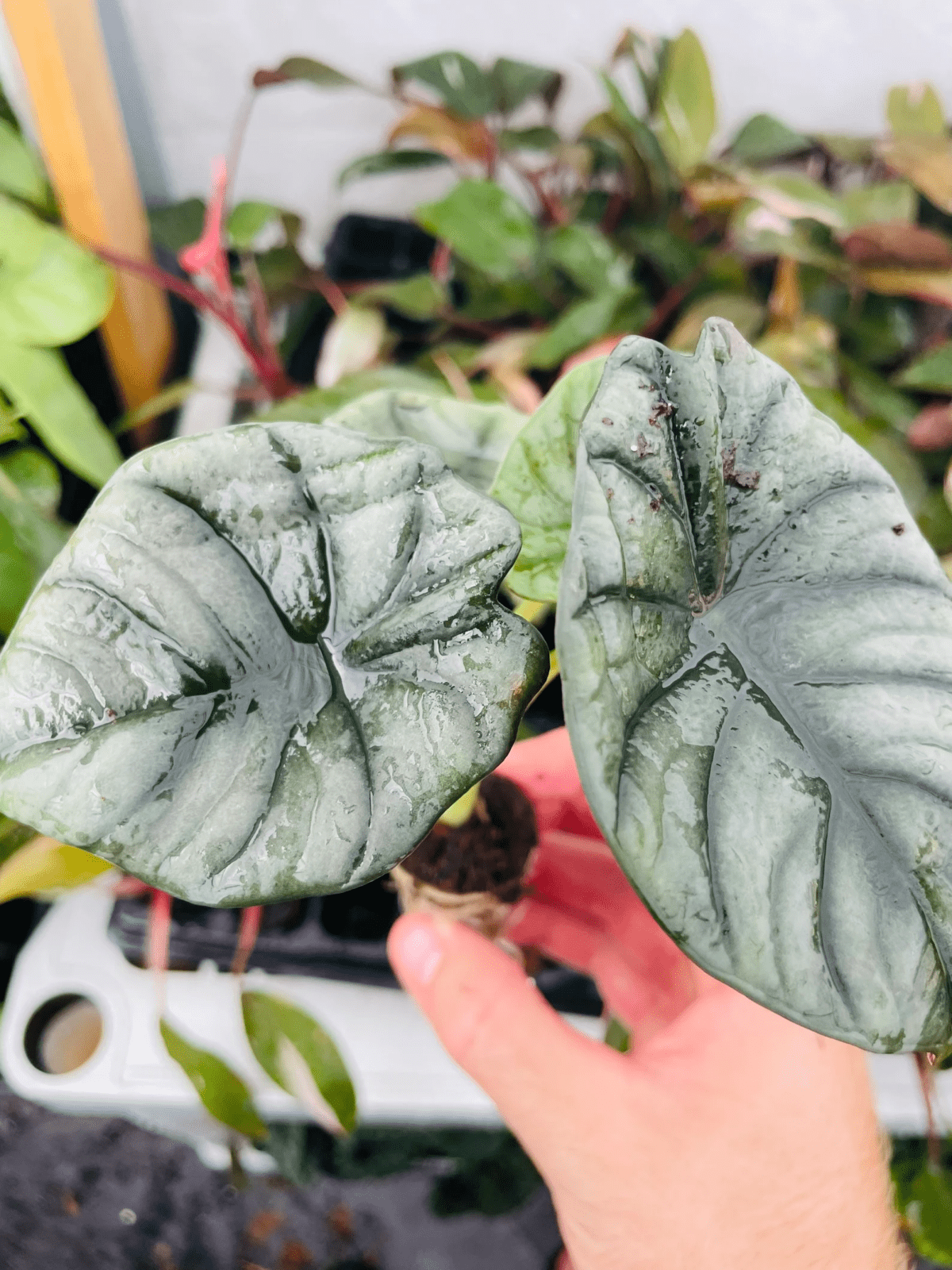 Alocasia Nebula ‘Imperialis’