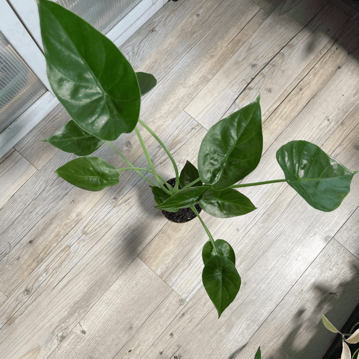 Alocasia Wentii