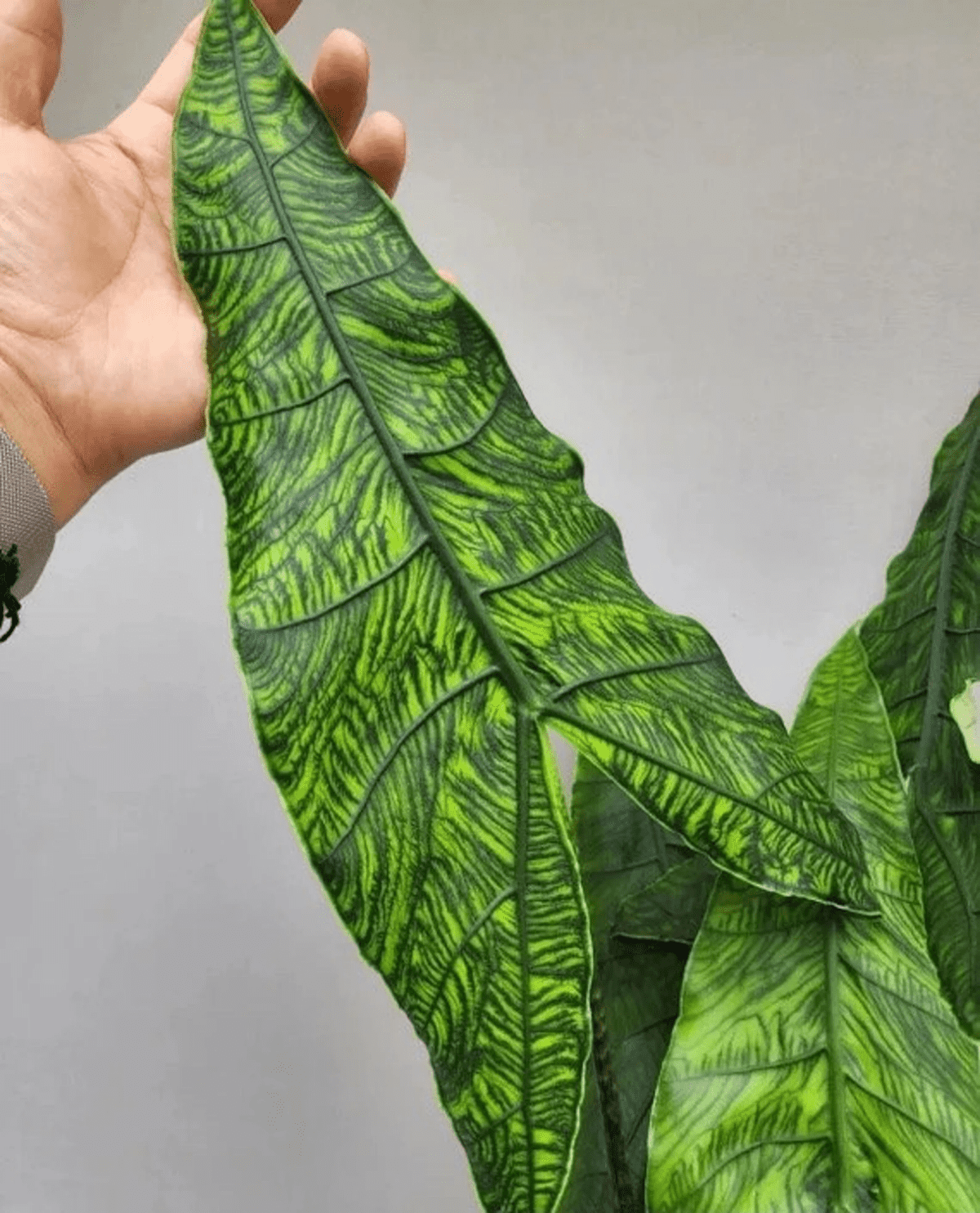 Alocasia Zebrina ‘Reticulata’