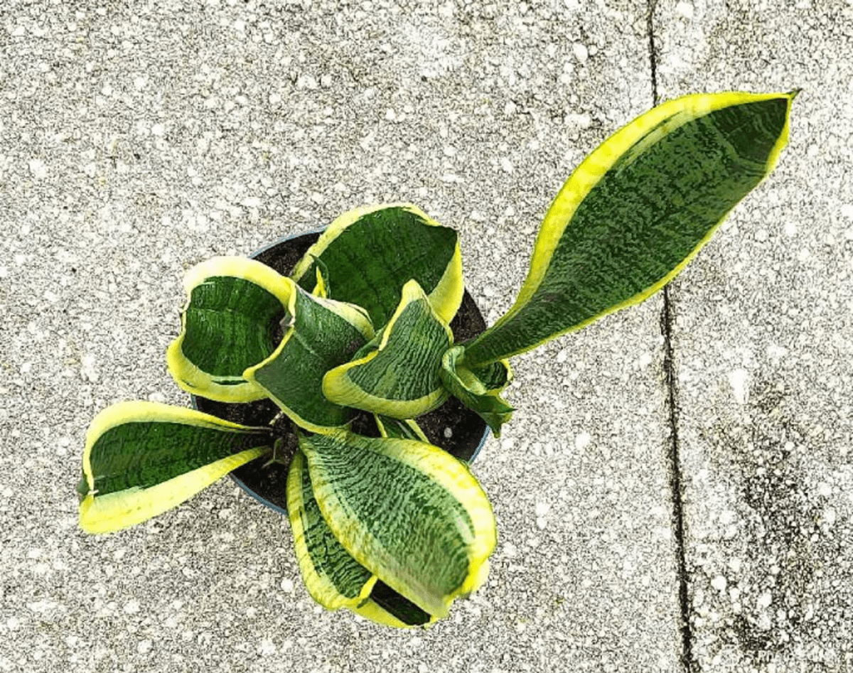 Sansevieria Trifasciata “Laurentii”