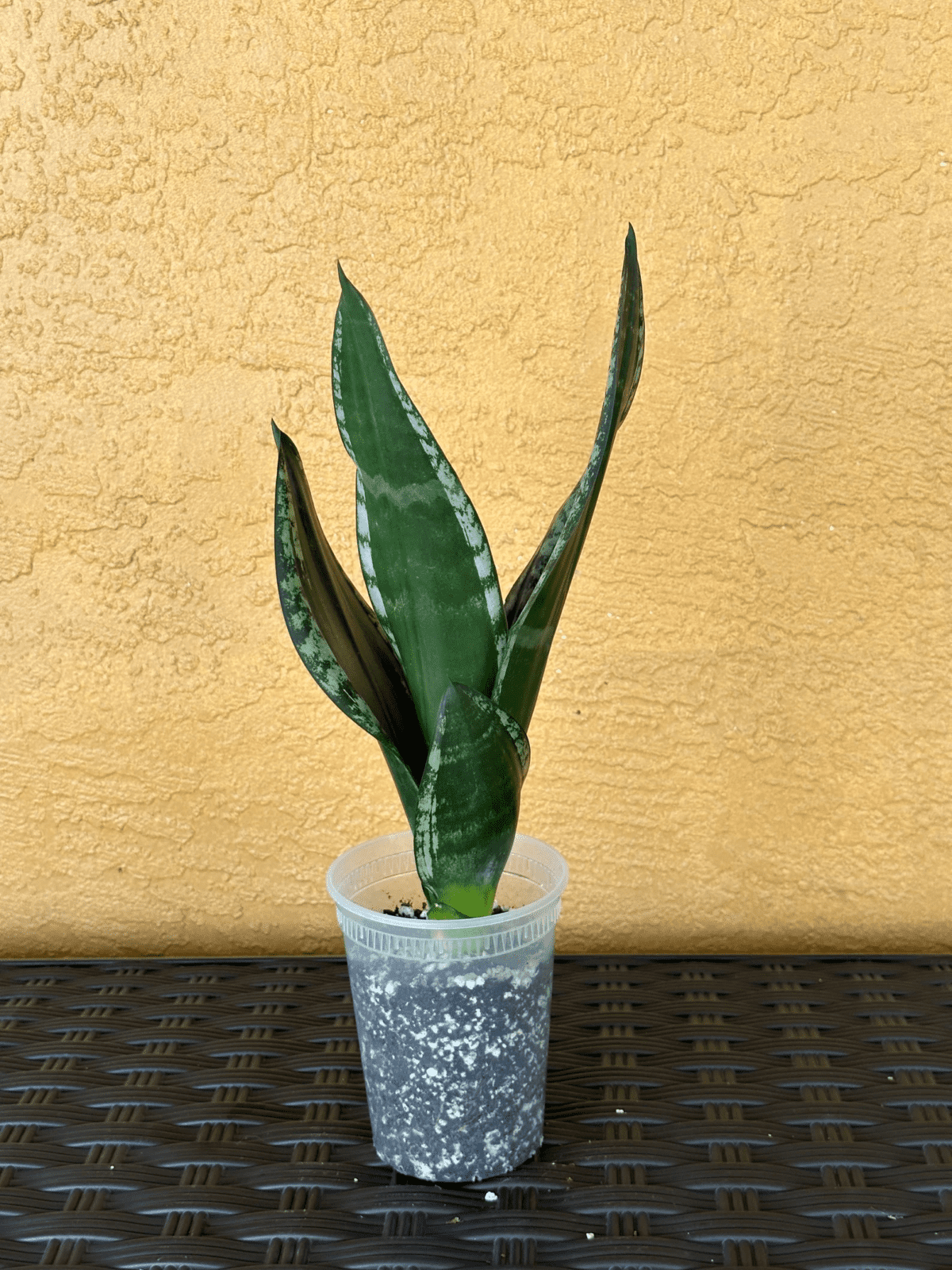 Sansevieria Whitney 