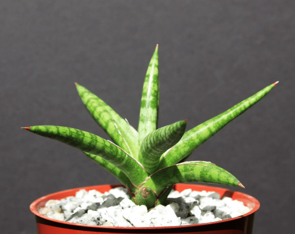 Sansevieria ballyi