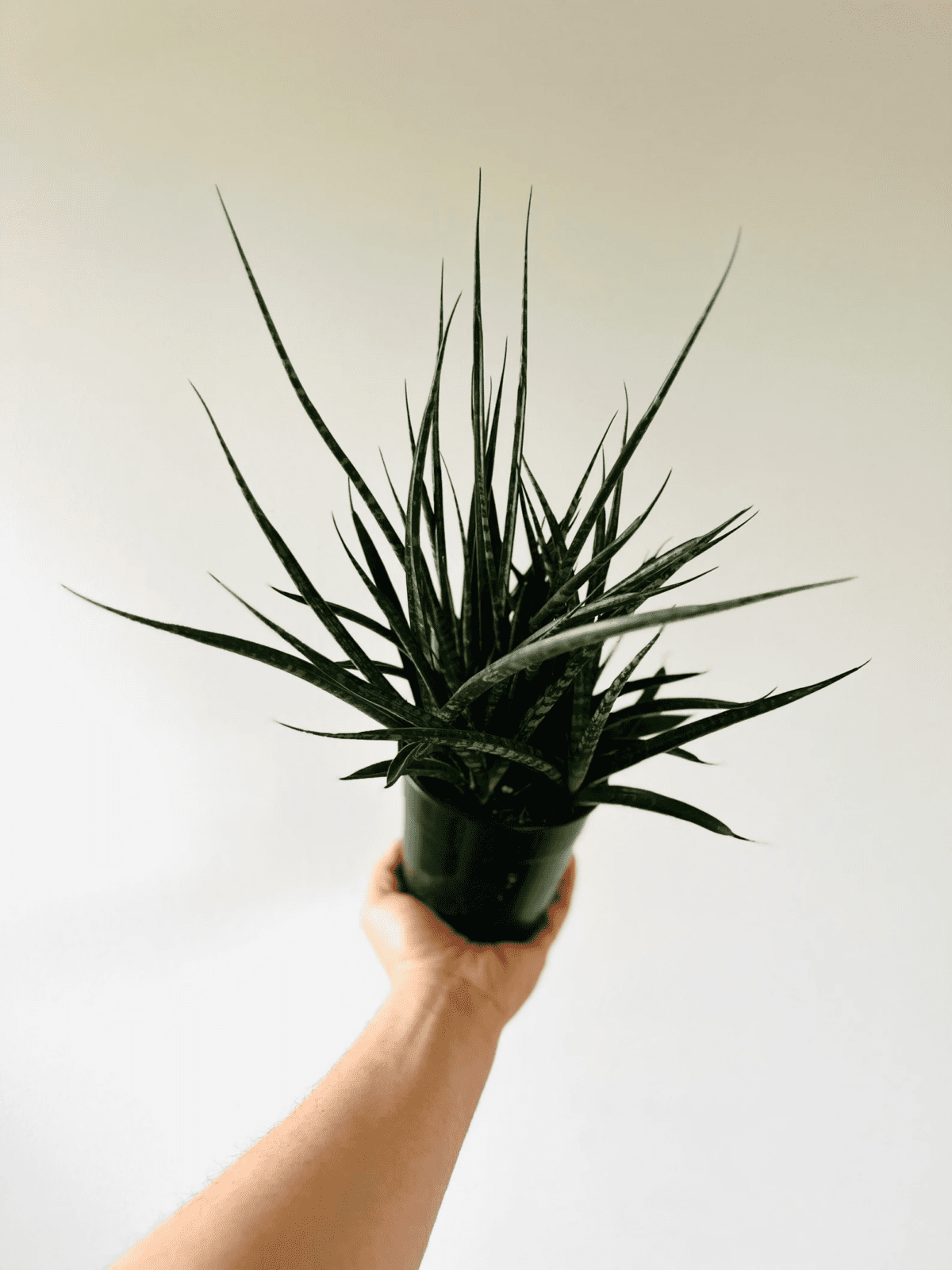 Sansevieria Fernwood “Mikado”