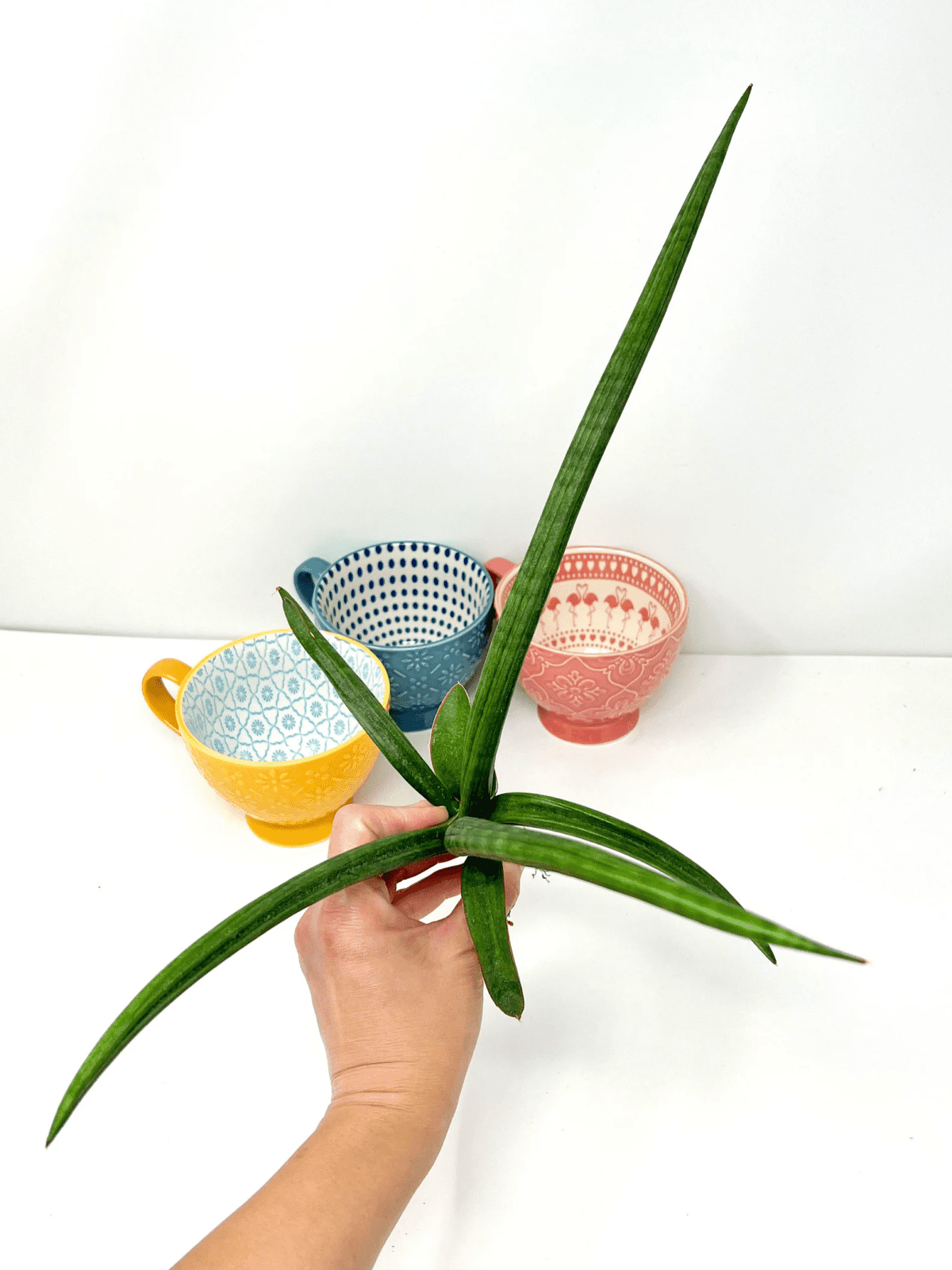 Sansevieria Patens Variegated