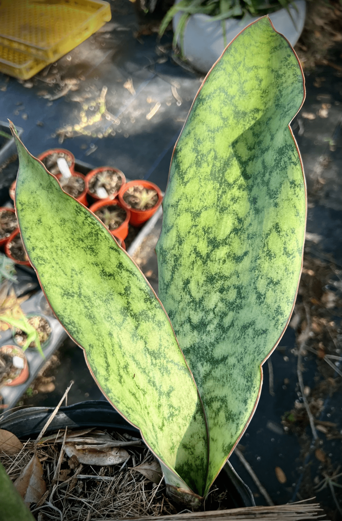 Sansevieria Raffillii