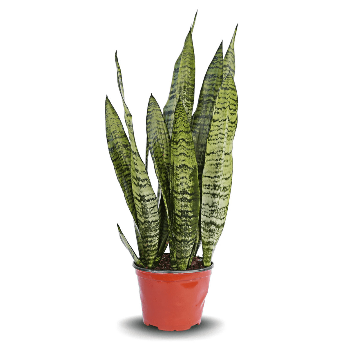 Sansevieria Trifasciata “Futura Robusta”