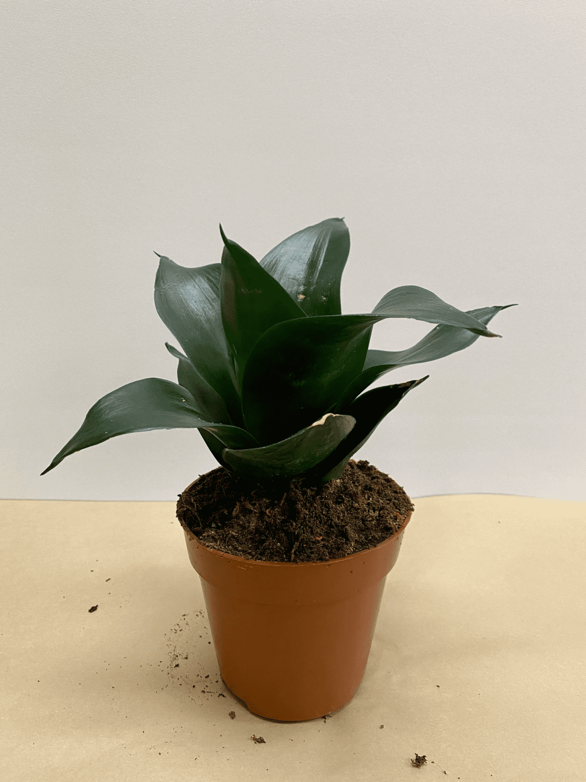 Sansevieria Trifasciata Hahnii Black Jade