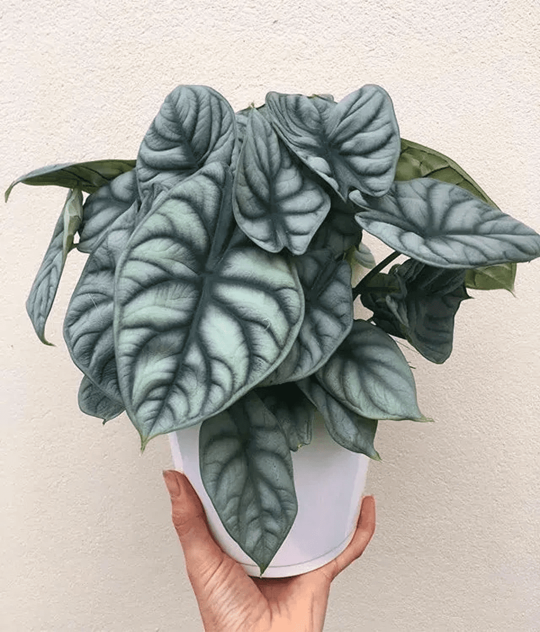 Alocasia Baginda ‘Silver Dragon’