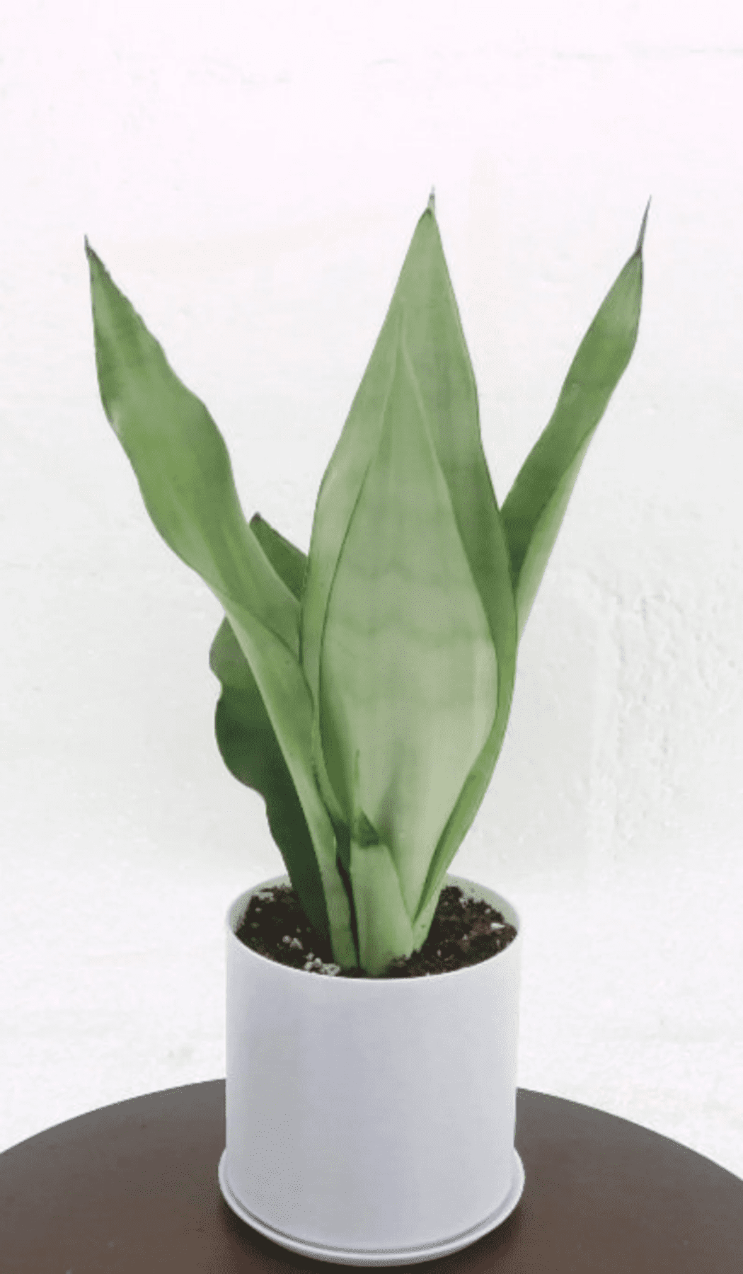 Sansevieria Trifasciata Moonshine