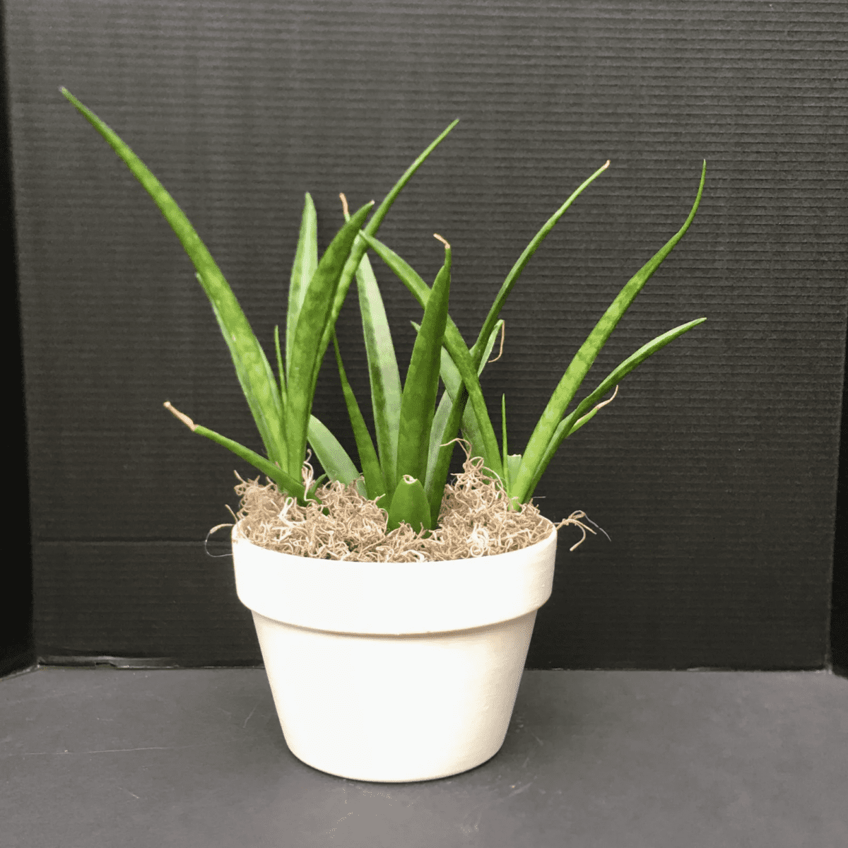 Sansevieria Parva “Kenya Hyacinth”