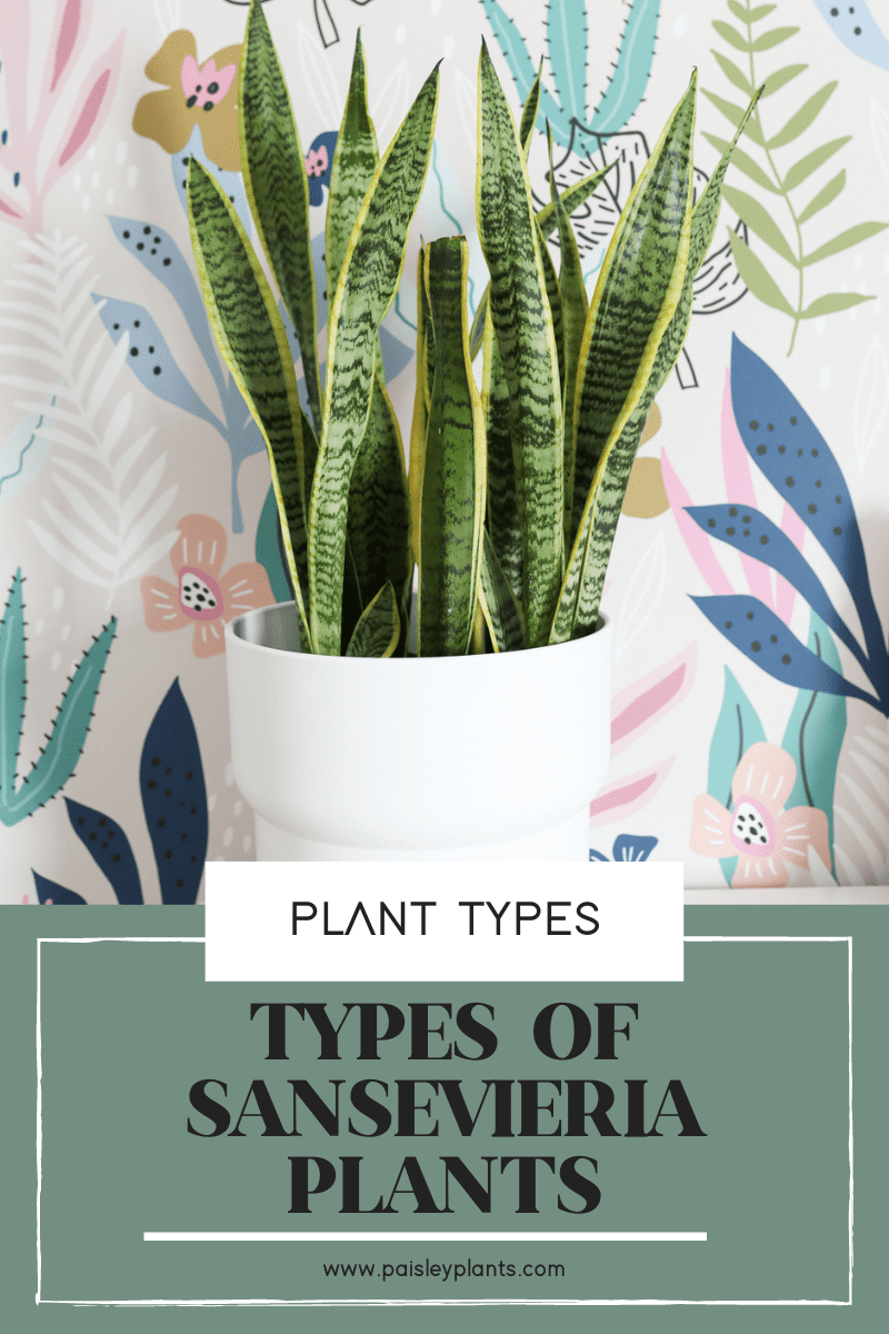 21 Popular Types of Sansevieria Plant Varieties