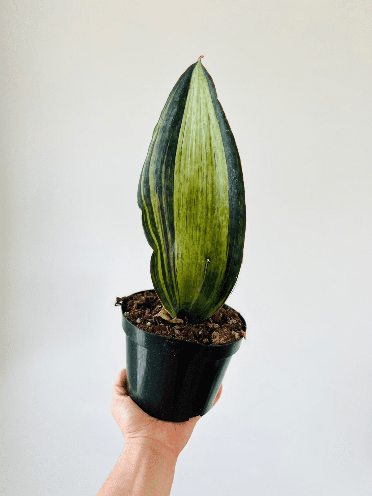 Sansevieria Masoniana “Whale Fin”