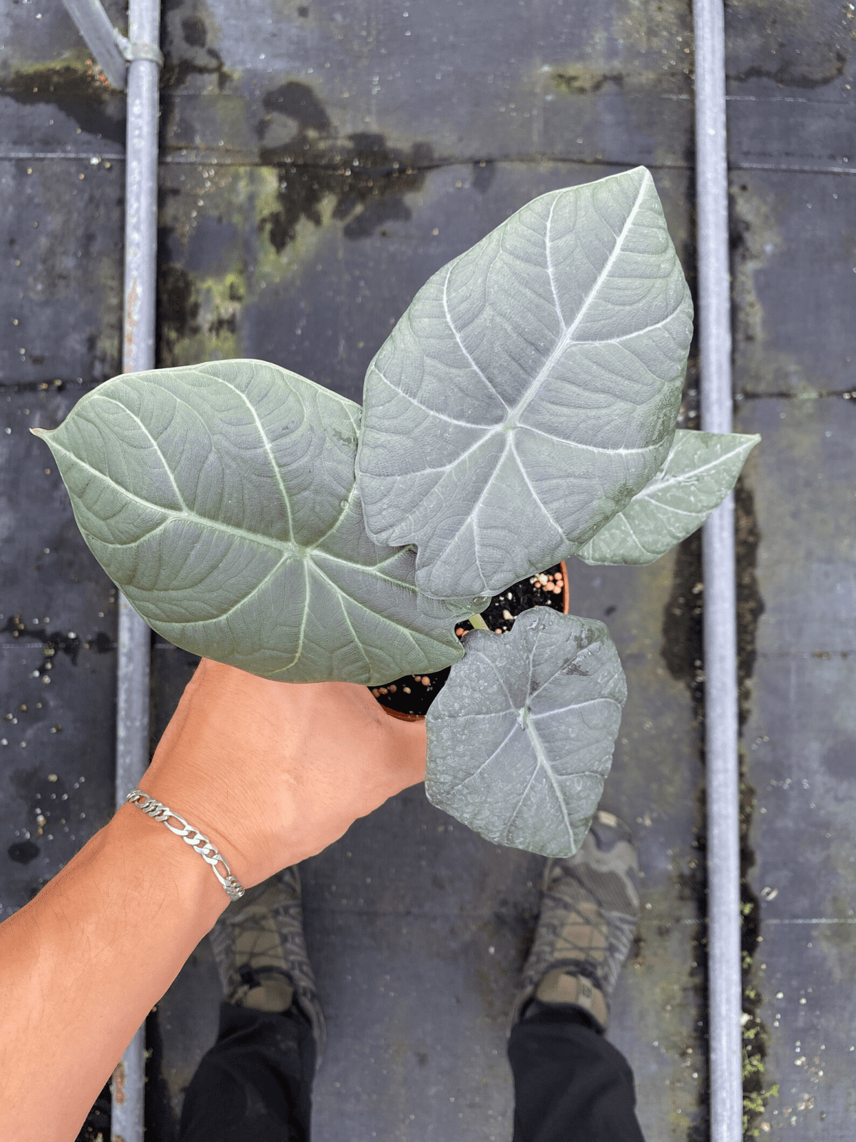 Alocasia Maharani ‘Grey Dragon’