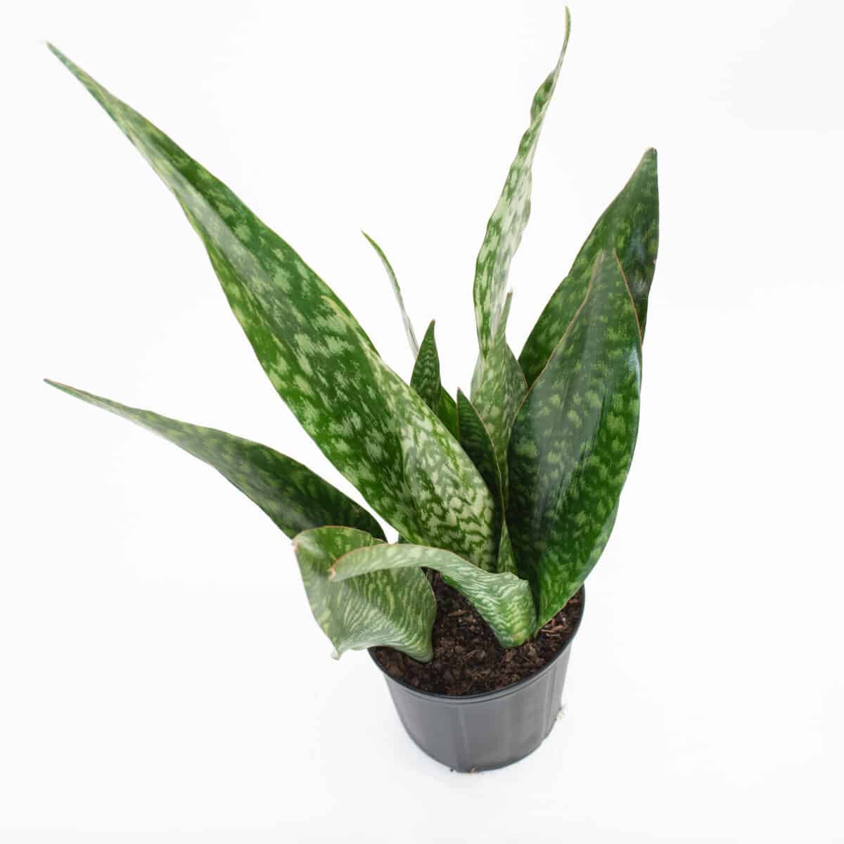 Sansevieria Trifasciata Jaboa