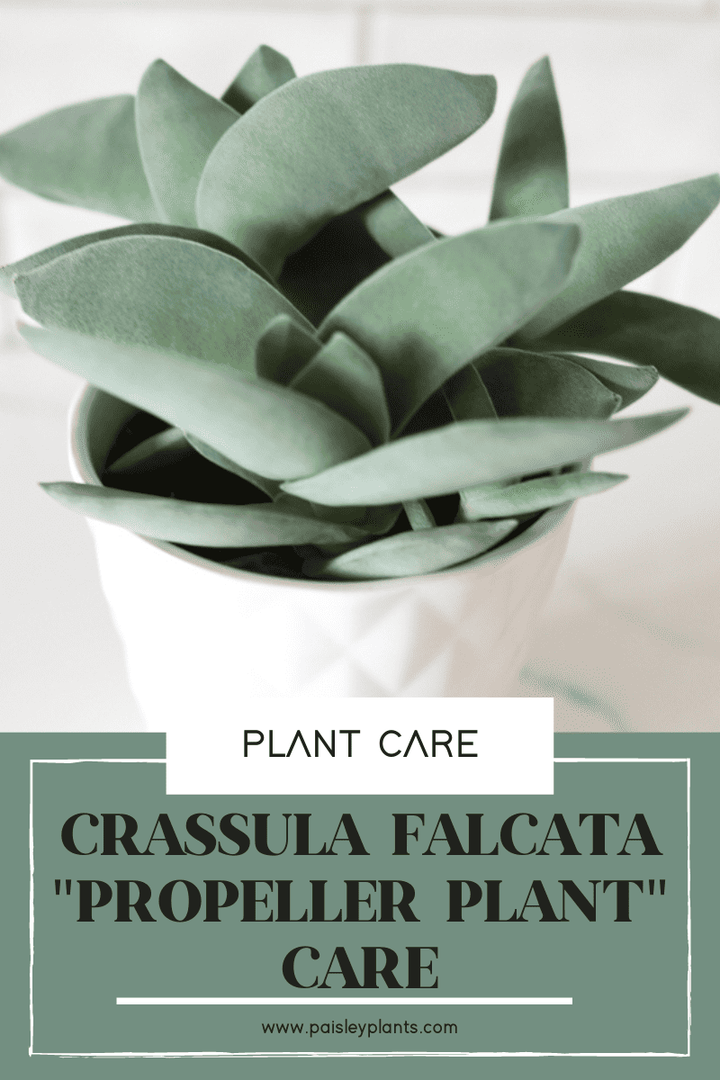 Crassula falcata "Propeller Plant" Care Guide