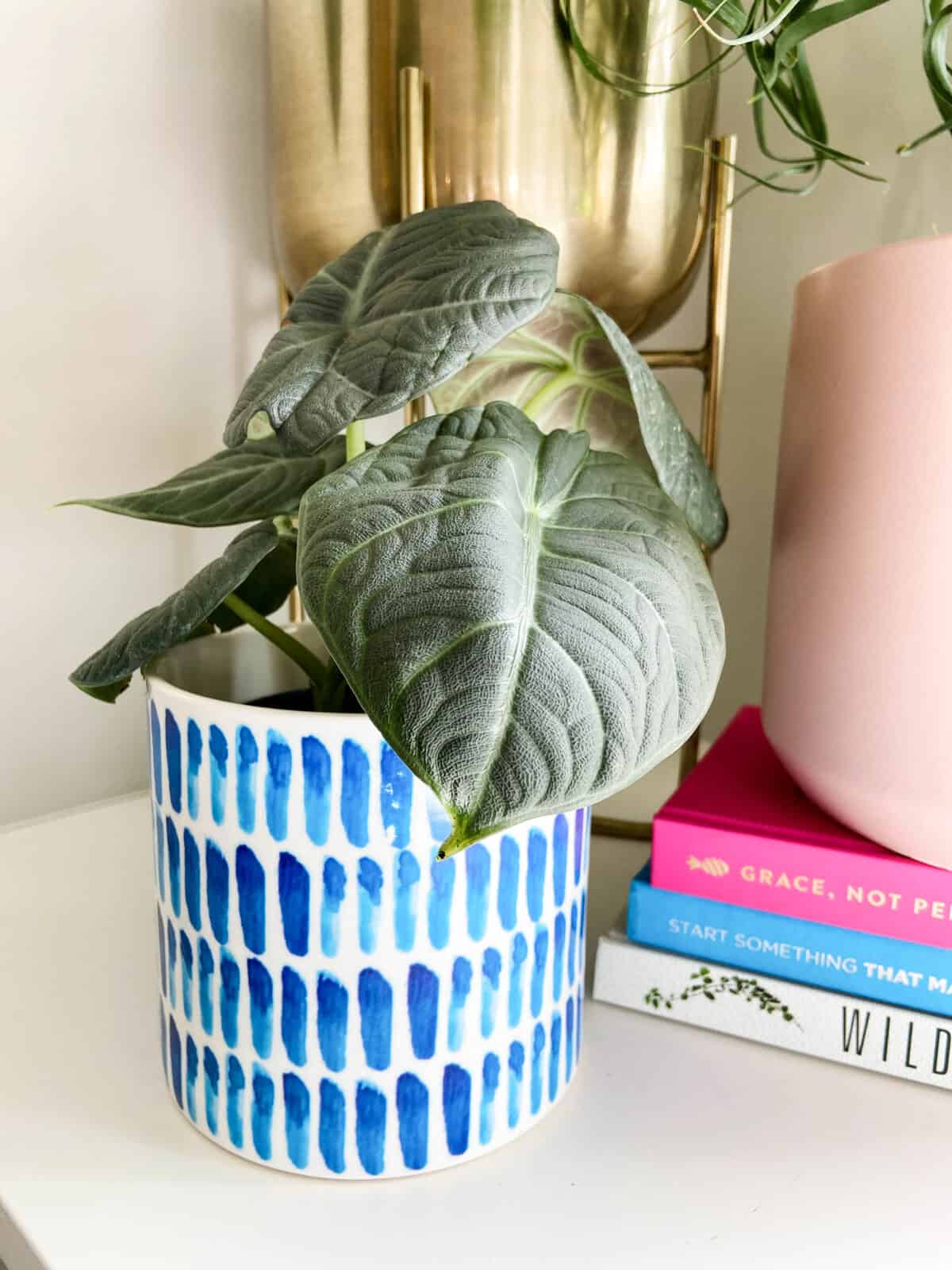 alocasia maharani in a blue and white pot