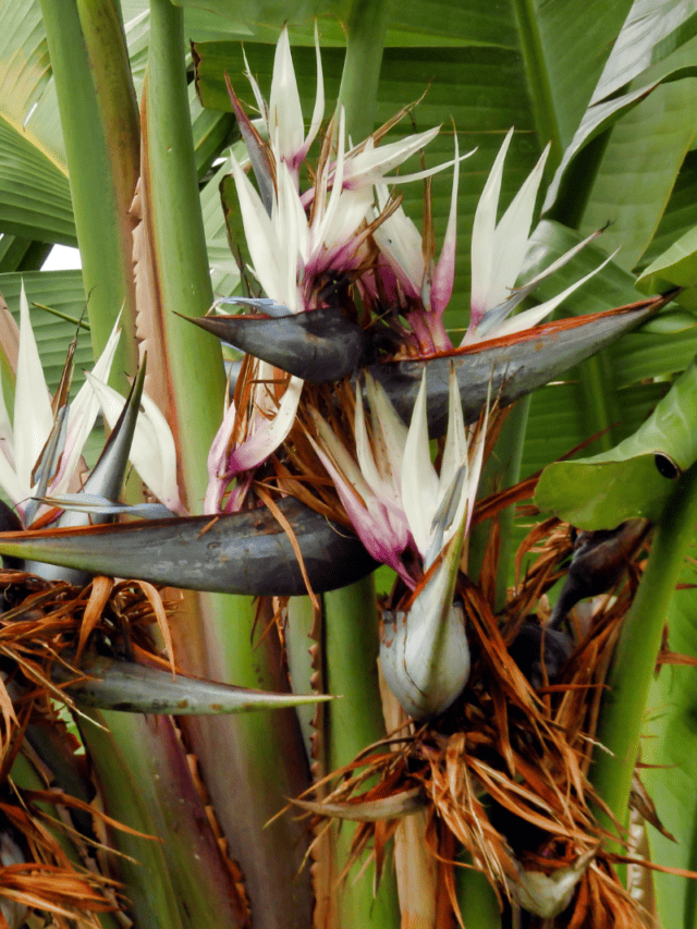 Giant White Bird of Paradise Care Tips Paisley Plants