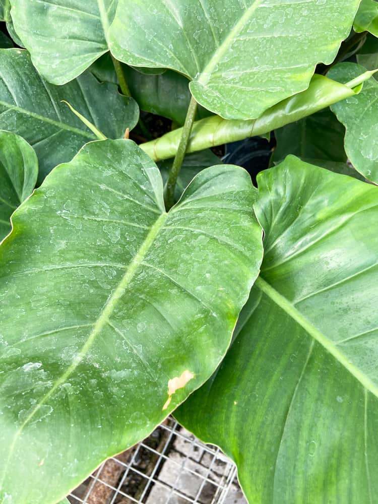 Philodendron Jungle Fever