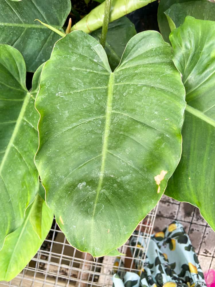 philodendron jungle fever