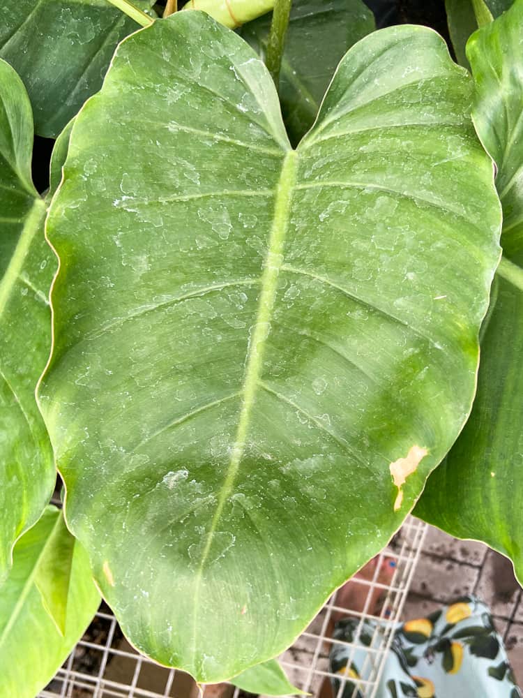 Philodendron Jungle Fever Plant Care and Grow Tips - Paisley Plants