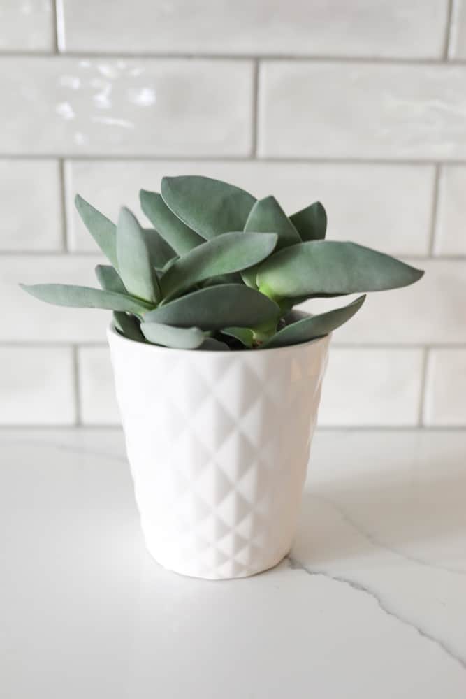 Crassula falcata "Propeller Plant" in white pot