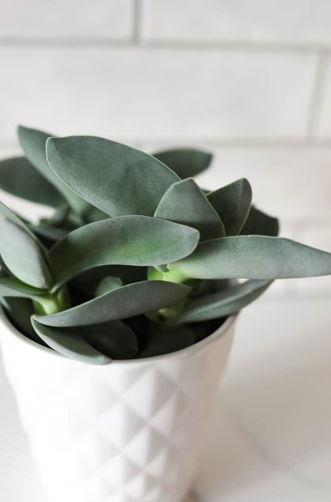 Crassula falcata "Propeller Plant" in white pot