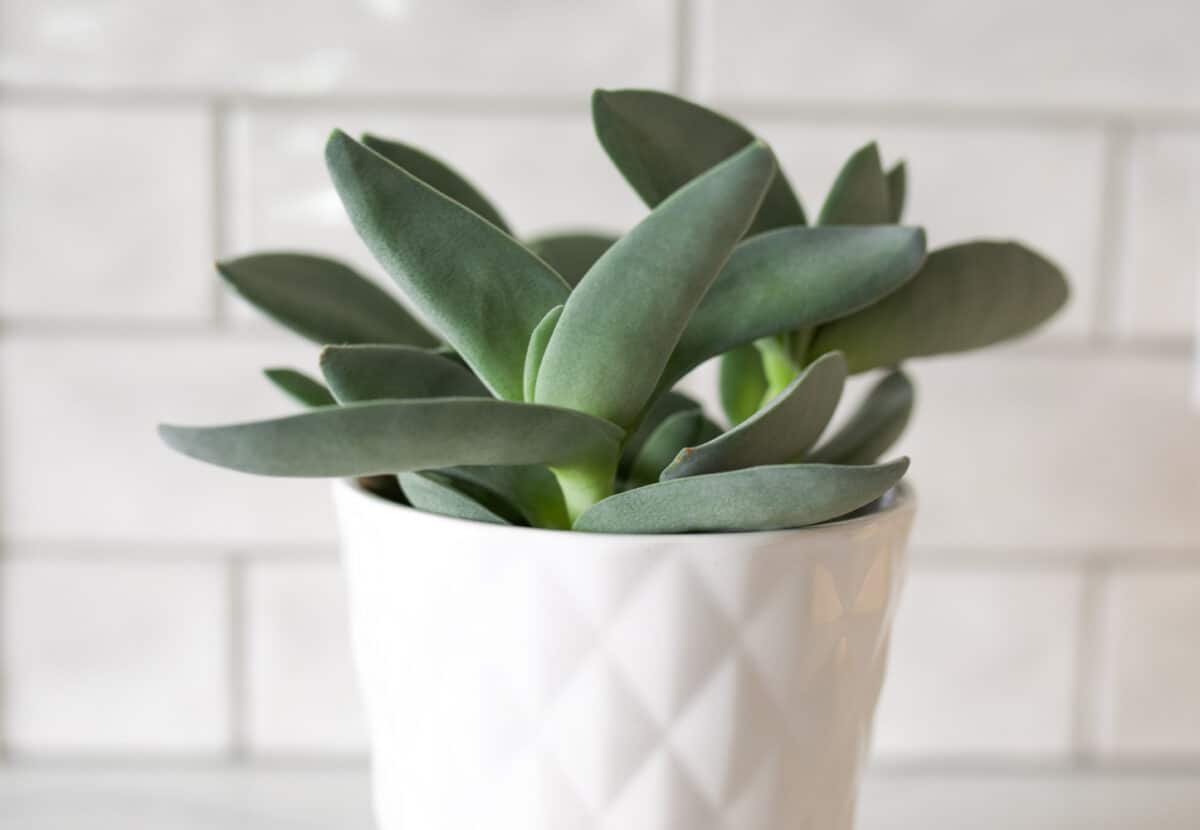 Crassula falcata "Propeller Plant" in white pot