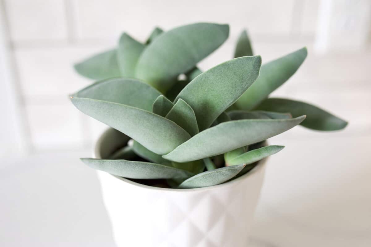 Crassula falcata "Propeller Plant" in white pot