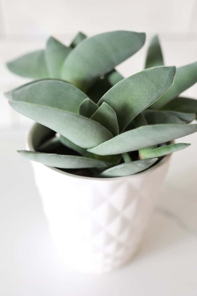 Crassula falcata "Propeller Plant" in white pot