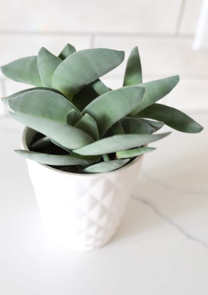 Crassula falcata "Propeller Plant" in white pot