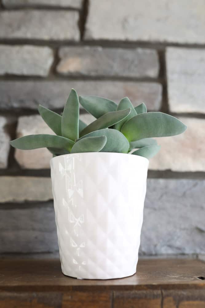 Crassula falcata "Propeller Plant" in white pot