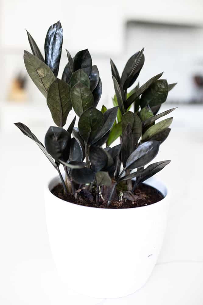 raven zz plant